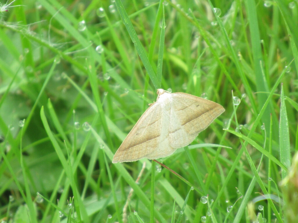 Brown Silver-line