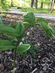 Polygonatum odoratum pluriflorum