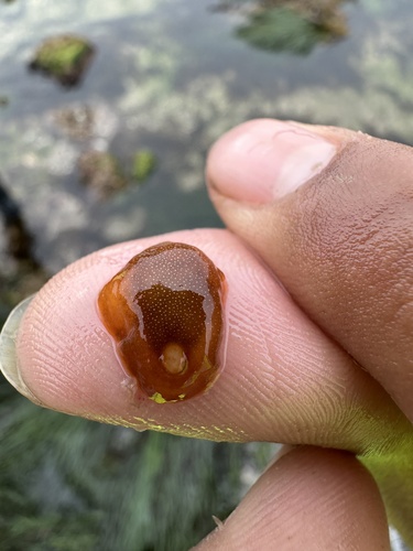 White-spotted Sea Goddess