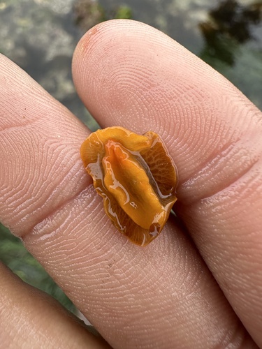 White-spotted Sea Goddess