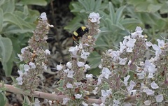 Bombus crotchii