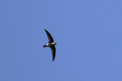 Madagascar Spinetail photo 2