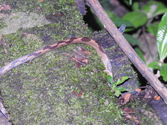 Leptodeira annulata