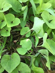 Asarum canadense reflexum
