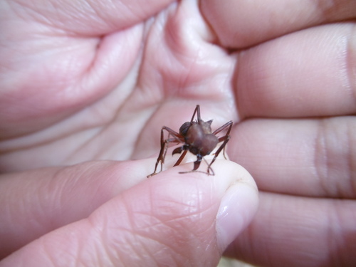 Colombian Leafcutter Ant
