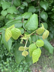 Toxicodendron radicans