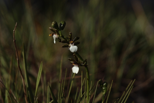 Image of Zygopetalum Microphytum (Zygopetalum microphytum) by (c) Bruno Luka de Souza Bambirra Silveira, some rights reserved (CC BY)