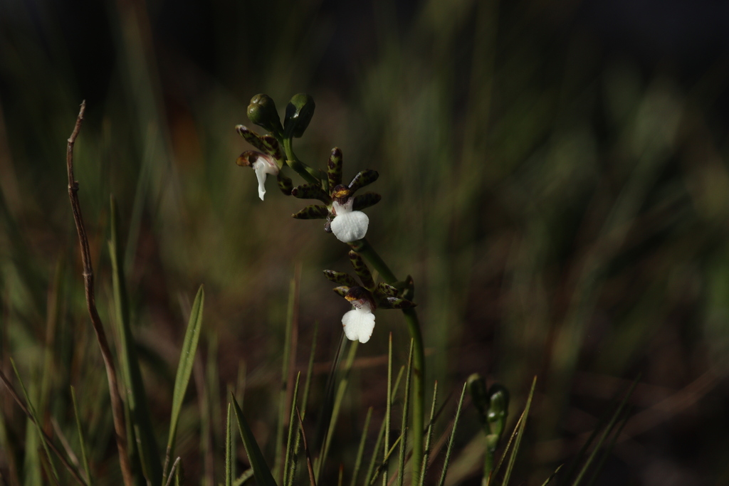 Zygopetalum microphytum