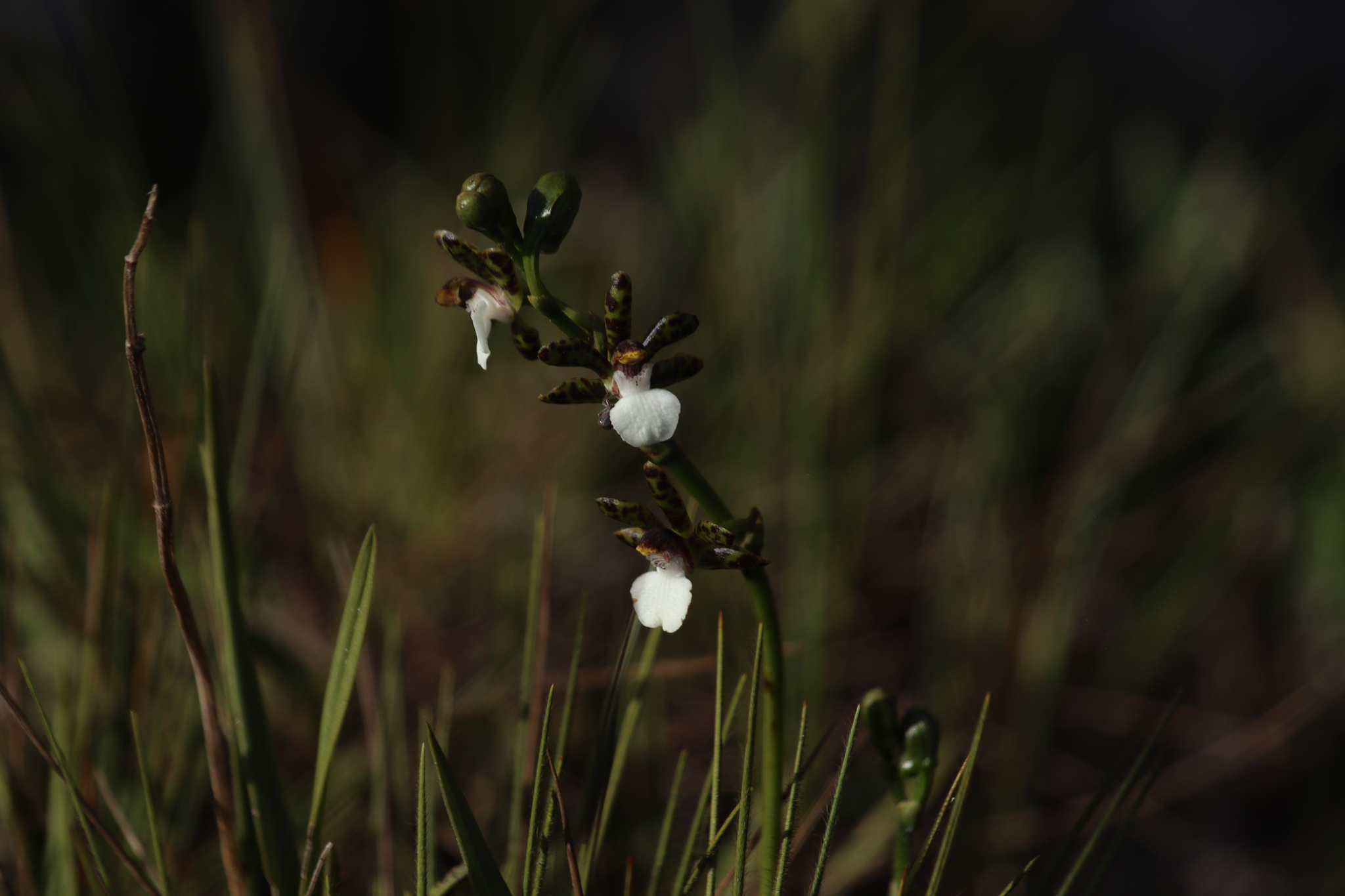 Zygopetalum microphytum