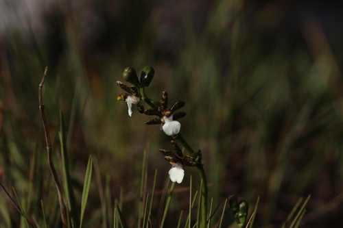 Image of Zygopetalum Microphytum (Zygopetalum microphytum) by (c) Bruno Luka de Souza Bambirra Silveira, some rights reserved (CC BY)