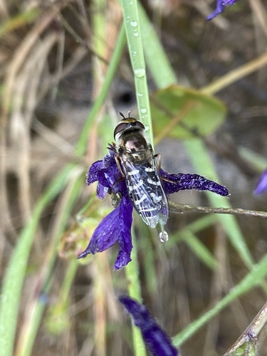 iNaturalist observation photo of White-bowed Smoothwing