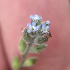 Myosotis stricta