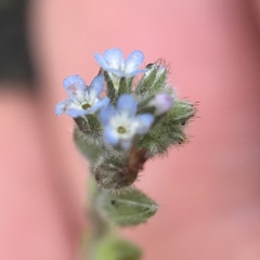Myosotis stricta