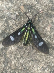 Leucotmemis nexa