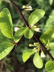 Sideroxylon thornei