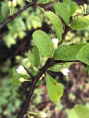 Sideroxylon thornei