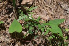 Euphorbia pubentissima