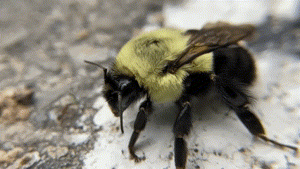 Common Eastern Bumble Bee, Albany, NY, USA, photo 8 of 10
