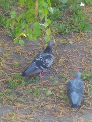 Columba livia domestica