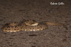 Bothrops pubescens