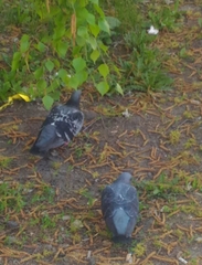Columba livia domestica