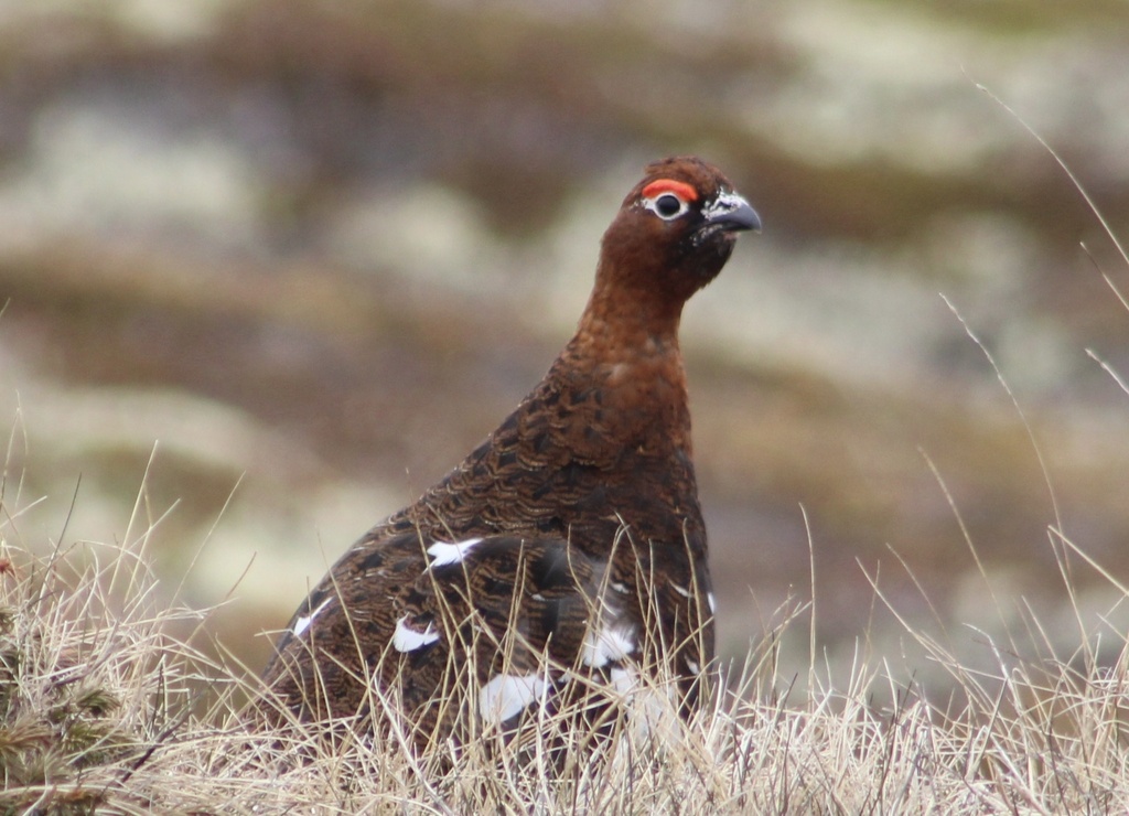 Allen's Ptarmigan