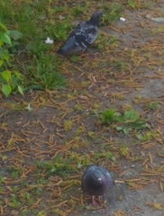 Columba livia domestica