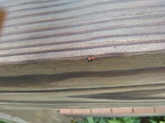 Cryptocephalus notatus