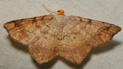 Macaria bicolorata