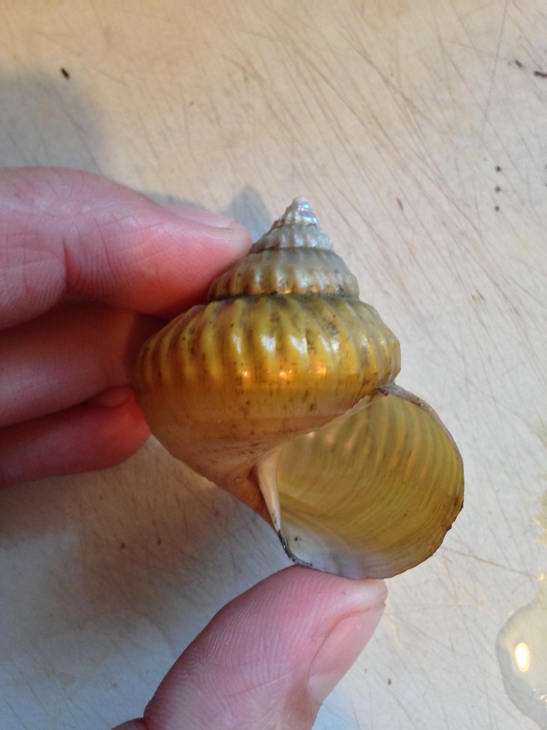 Bathybembix humboldti