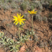 Flagstaff Ragwort - Photo (c) megswan, some rights reserved (CC BY-NC)
