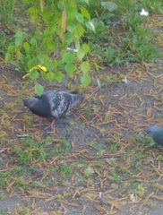Columba livia domestica