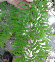 Osmunda spectabilis