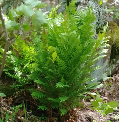 Osmunda spectabilis