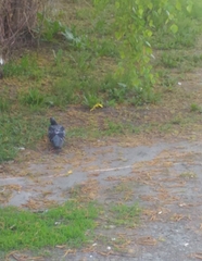 Columba livia domestica