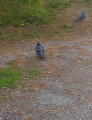 Columba livia domestica