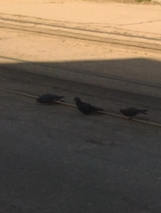 Columba livia domestica