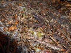 Plethodon nettingi