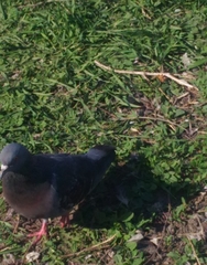 Columba livia domestica