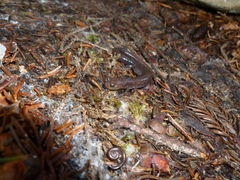 Plethodon nettingi