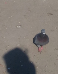 Columba livia domestica