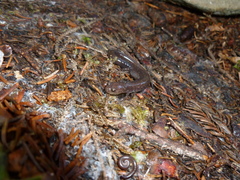 Plethodon nettingi