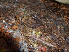 Plethodon nettingi