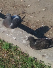 Columba livia domestica