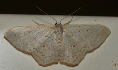 Idaea tacturata