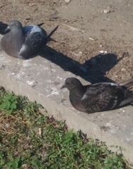 Columba livia domestica