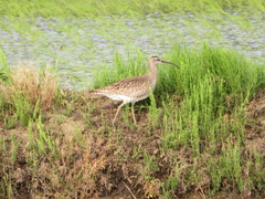 Numenius phaeopus