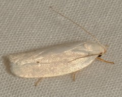 Antaeotricha albulella