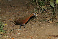 Madagascar Forest Rail photo 1