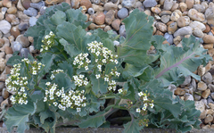Crambe maritima